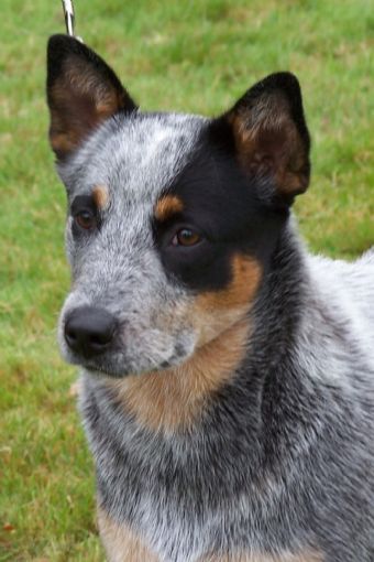 Taylords Australian Cattle Dogs