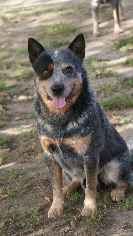 Taylords Australian Cattle Dogs